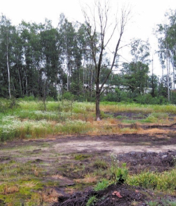 Odval Hedvika